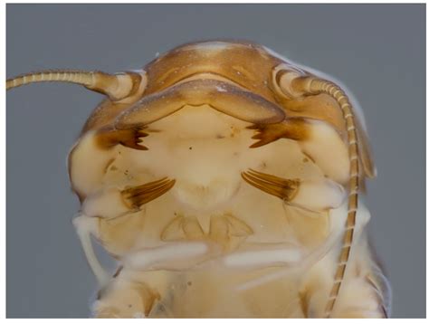 Mayflies (Ephemeroptera) and Their Contributions to Ecosystem Services