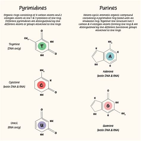 Understanding The Medicinal Uses Of Pyrimidine And Its Role In Human Health