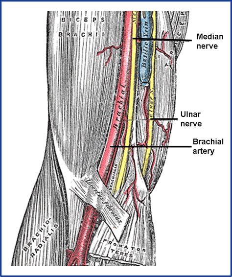 Stethoscope Brachial Artery at Harold Turner blog