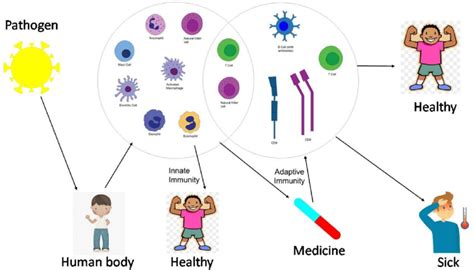 Image result for How the Immunity Systems Work