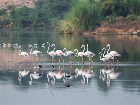 Over 120 Species Of Migratory Birds Have Been Spotted In Delhi NCR & It ...