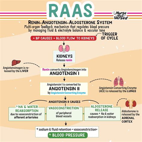 What Triggers Kidneys To Release Renin