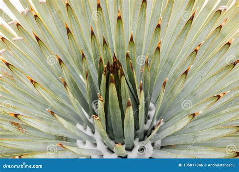 Chaparral Yucca Hesperoyucca Whipplei Blooming In The Mountains, Angeles National Forest; Los ...