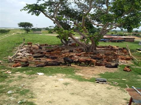 BSF South Bengal struggling to maintain seized cattle