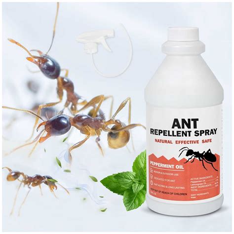 The Most Effective Ways To Get Rid Of Ants For Good