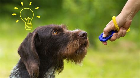 Image result for Clicker Trainer