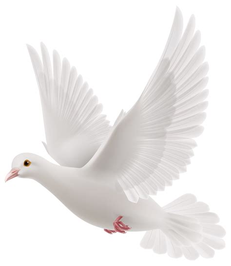 White Pigeon Dove, Bird, Serenity, Love, Nature PNG