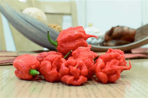 Hottest pepper Carolina Reaper scoville - isseonweb