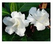Double Layer Crape Jasmine Flowering Plants