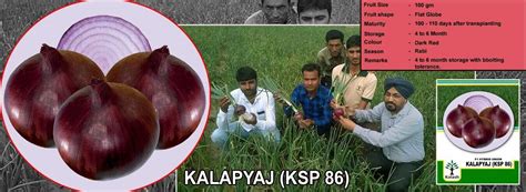 KSP-86 Kala Pyaz Onion - Kalash | F1 Hybrid | Buy Online at Best Price ...