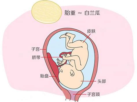 36周胎儿发育指标-孕妈36周需做哪些检查-孕妈之家