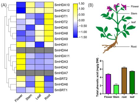 Genome-Wide Identification and Characterization of the Salvia ...