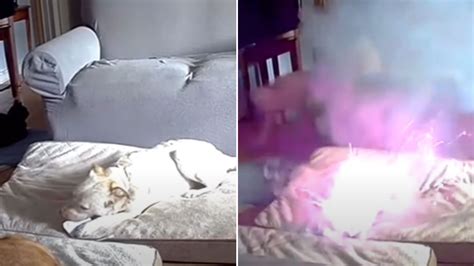 Dog Accidentally Sets House On Fire In Oklahoma After Chewing Battery Cable