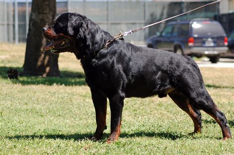 World Record Biggest Rottweiler