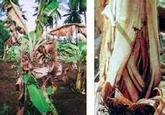 Infected plant and Stem img