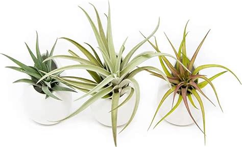 Mphmi Live Plant Nursery NCR Best 4 Elegant Air Live Plants : Amazon.in ...
