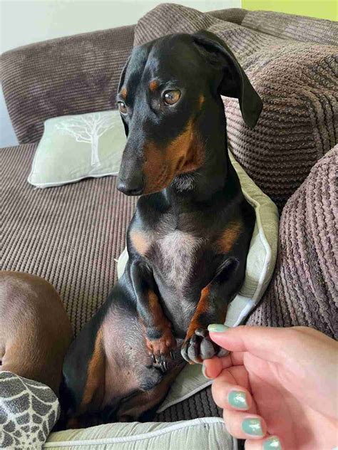 Monty - 2 year old male Dachshund available for adoption