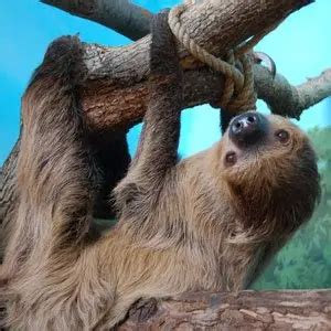 Image result for Random Animal Generator