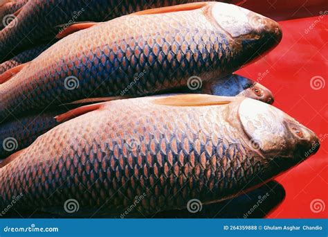 Image Of Rohu Or Labeo Rohita Or Ruee Or Rui Or Tapra Belonging To Carp Family Of Cyprinidae. A ...