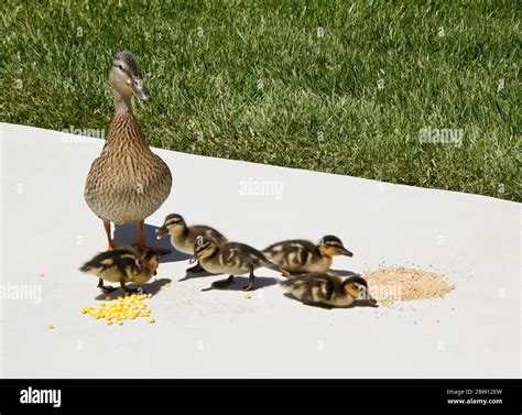 What To Feed Young Ducks