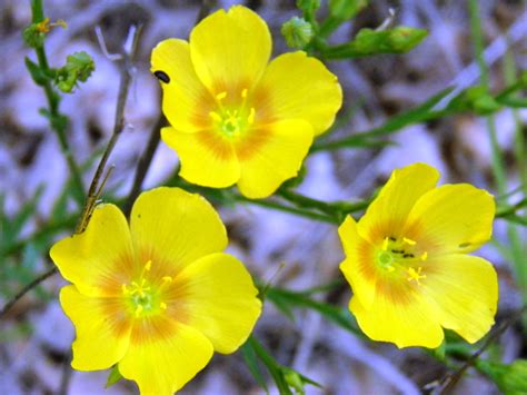 3 Yellow Wild Flowers in the Grass