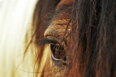 Image result for Communication Cheval