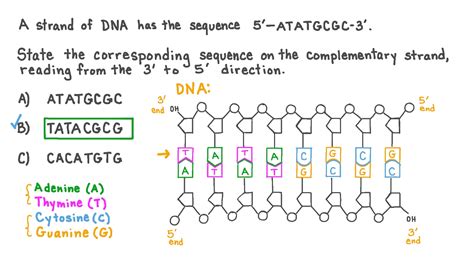 Image result for How to Make DNA Complementary Strands