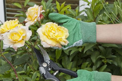 How to Properly Prune Your Roses