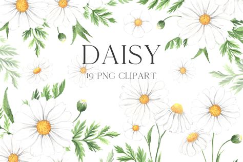 Daisy Flower Clipart