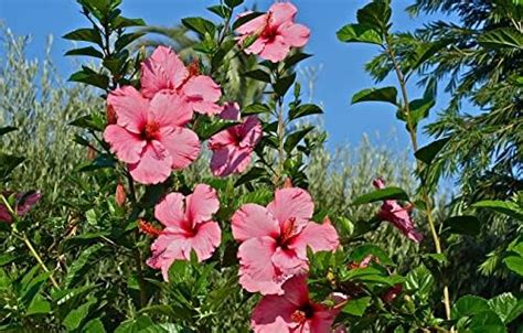BHAJANLAL GREENERY® Flowering Plants Hibiscus Red -Flowering Healthy ...