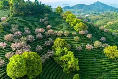 户外白天工人们在茶园里采茶摄影图配图高清摄影大图-千库网