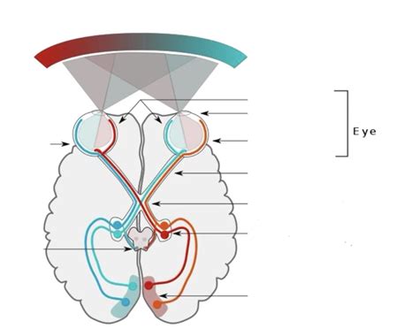 Visual Pathway Steps 的图像结果