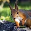 Image result for Cute Squirrel