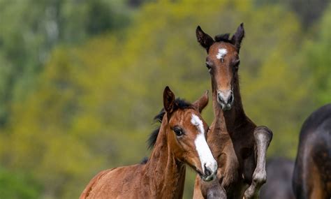 USDA Announces Delay in Horse Protection Act Implementation