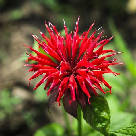 25 Scarlet Bee Balm Flower Seeds – New Hill Farms