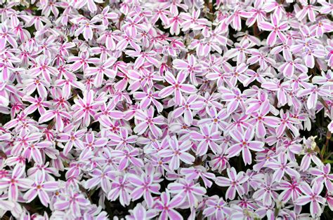 Phlox Subulata (Creeping Phlox) – CSG Flower Sale