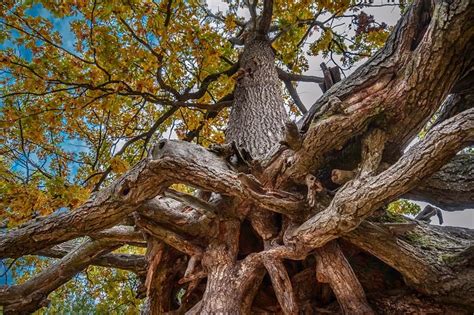 Image result for Oak Tree Rot Base of Trunk