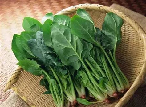 Benih Spinach 50pcs/菠菜种子 | Lazada