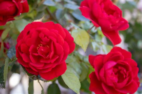 14 of the Best Smelling Flowers on the Planet