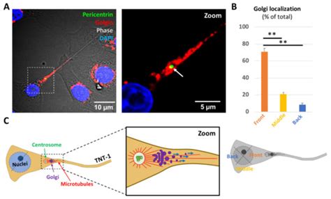 Centrosome, the Newly Identified Passenger through Tunneling Nanotubes ...