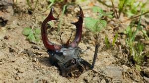 Stag Beetle – Final Moments After a Woodpecker Attack