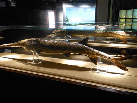 The Chinese Paddlefish Becomes the First Extinct Species of 2020 | The ...