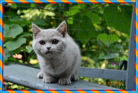 BKH TOP QUALITÄT in Dortmund | Tiere | Kleinanzeigen