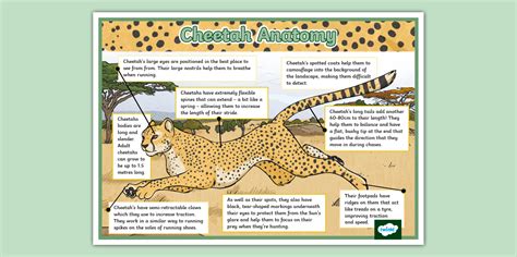 Cheetah Anatomy Display Poster (teacher made) - Twinkl