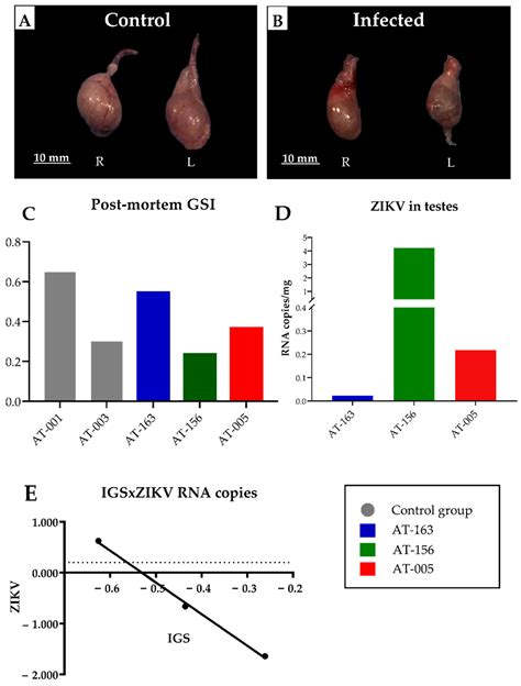 Zika Virus Infection Damages the Testes in Pubertal Common Squirrel Monkeys (Saimiri collinsi)