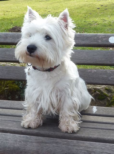 Pin by Marie Decaux on Westie My Joe | Westie puppies, Westie dogs ...