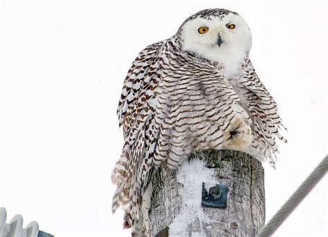 [FULLY BOOKED] Snowy Owl Prowl at Gooseberry Island (FREE), Gooseberry ...