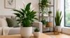 NASA compiles list of best plants to clean indoor air – CO2 Meter