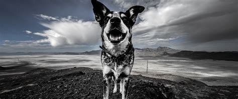 Download wallpaper 2560x1080 dog, spotted, mountains dual wide 1080p hd ...