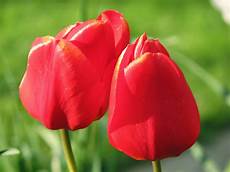 significato fiori tulipani flower homes tulip flowers significato fiori tulipani flower homes tulip flowers